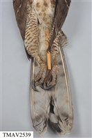 鳳頭蒼鷹藏品圖，第15張